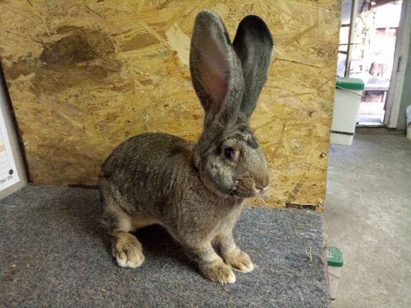  - Femela 4 Urias Gri German