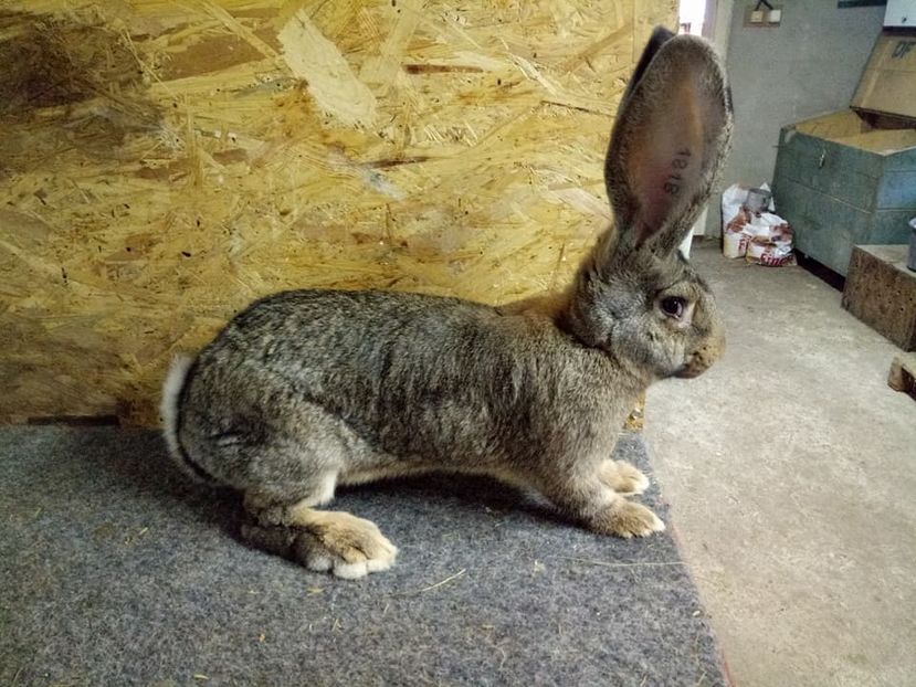  - Femela 4 Urias Gri German