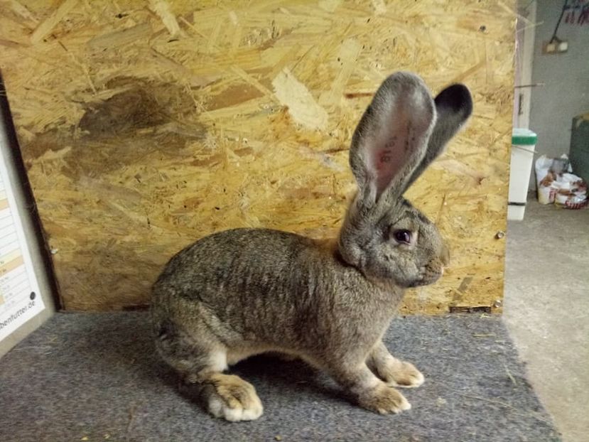  - Femela 4 Urias Gri German