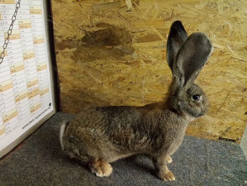  - Femela 5 Urias Gri German