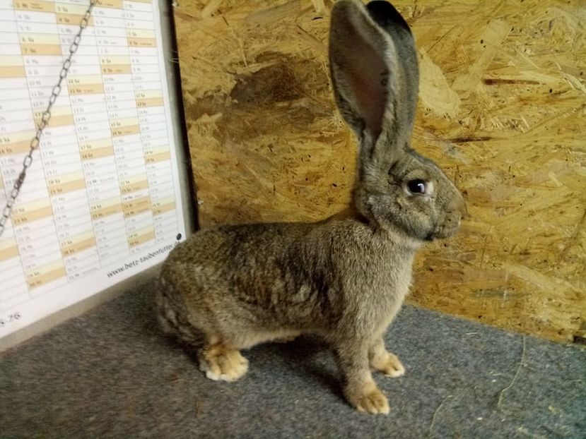  - Femela 5 Urias Gri German