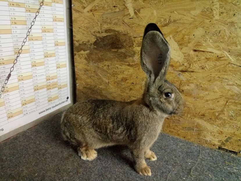  - Femela 5 Urias Gri German