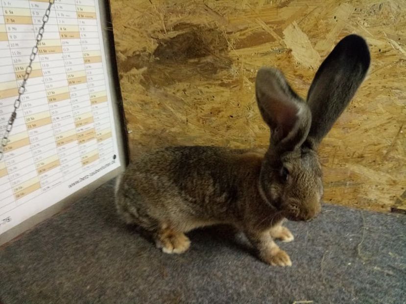  - Femela 5 Urias Gri German