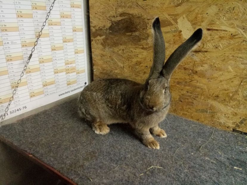  - Femela 5 Urias Gri German