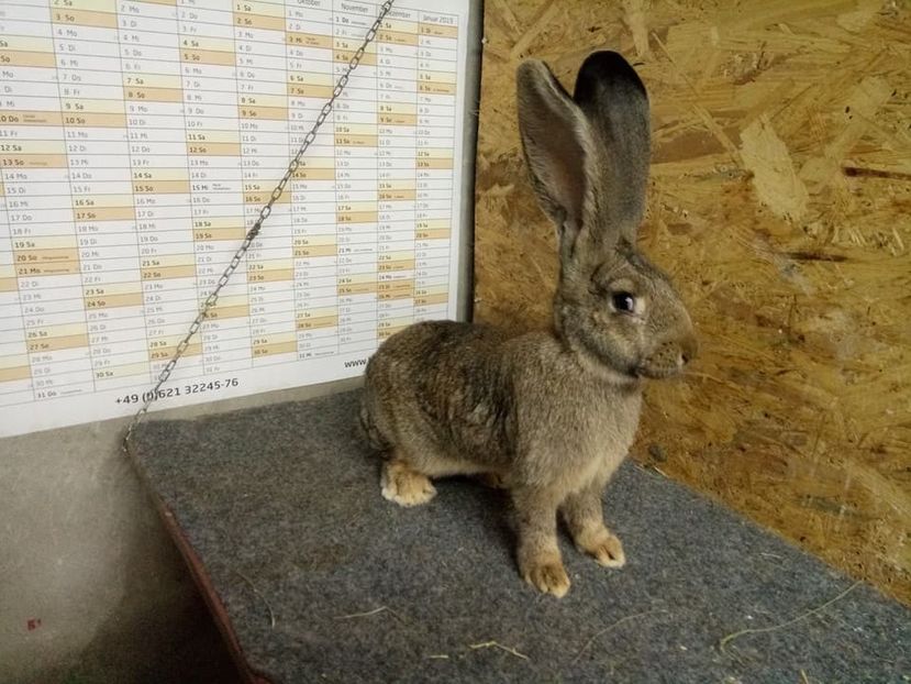  - Femela 5 Urias Gri German