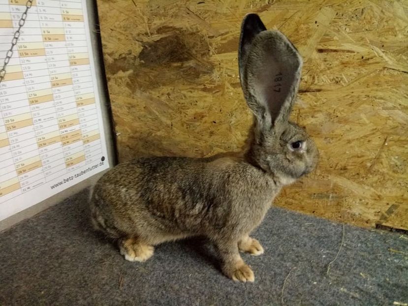  - Femela 5 Urias Gri German