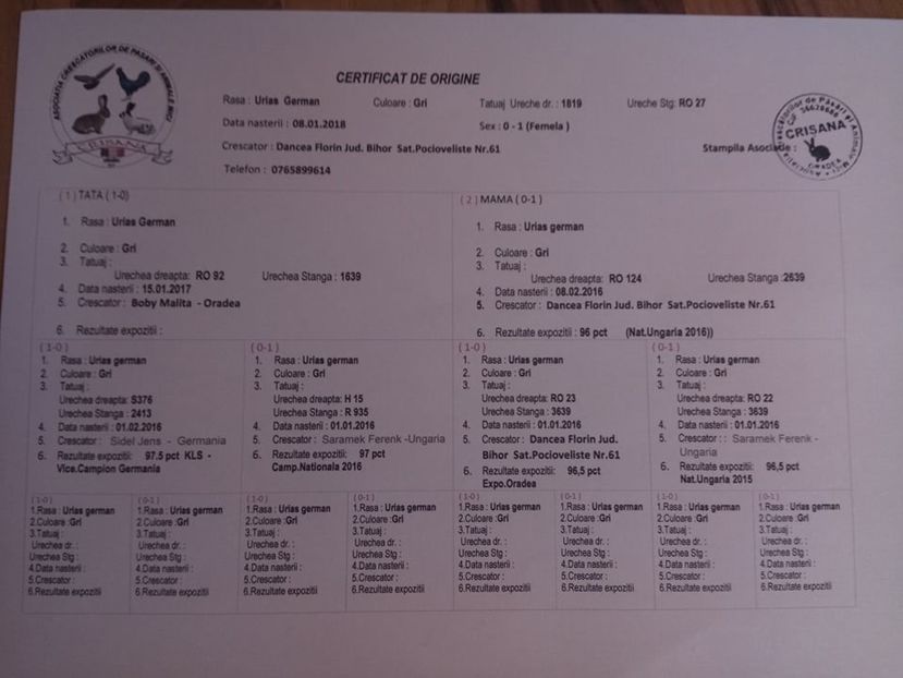  - Femela 3 Urias Gri German