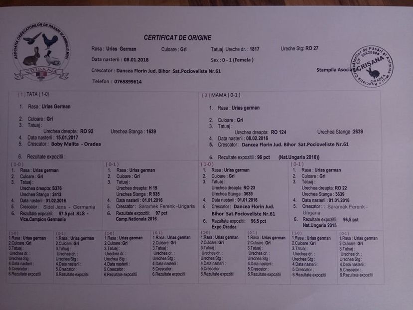  - Femela 5 Urias Gri German