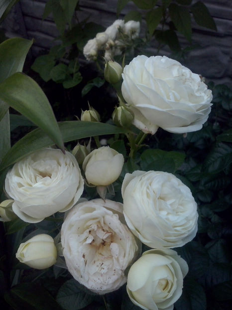 CAM01832 - Trandafiri 2018-IV