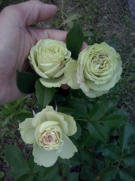 CAM01887 - Trandafiri 2018-IV