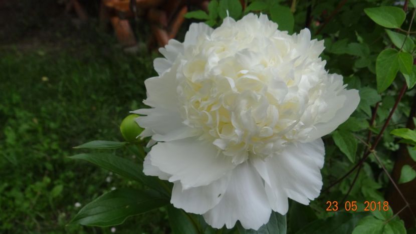 Charles - Bujori 2018