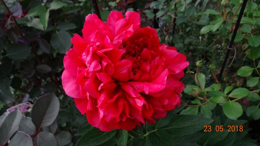 Henri B - Bujori 2018