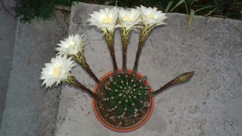 IMG-20180524-WA0051 - Cactusii mei dragalasi Ekinopsis