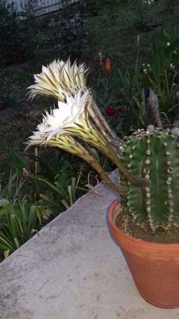 IMG-20180524-WA0050 - Cactusii mei dragalasi Ekinopsis
