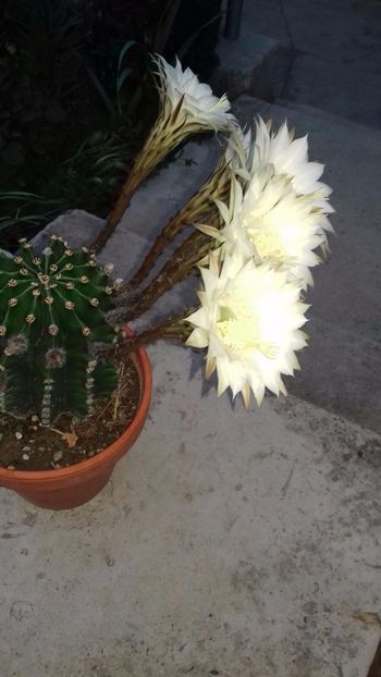 IMG-20180524-WA0049 - Cactusii mei dragalasi Ekinopsis