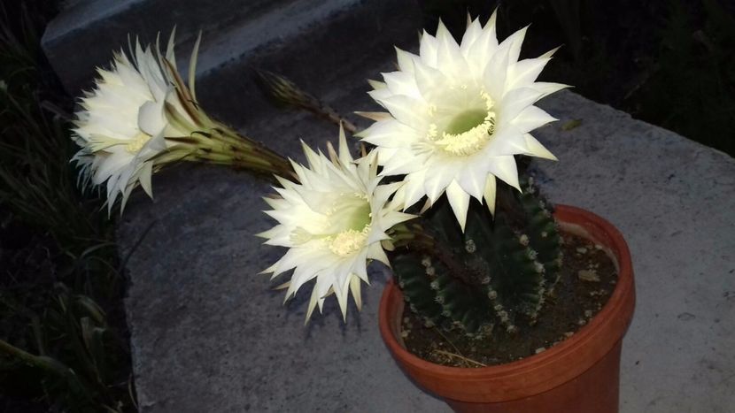 IMG-20180524-WA0048 - Cactusii mei dragalasi Ekinopsis