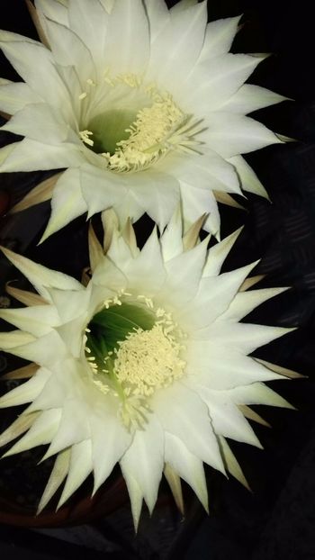 IMG-20180524-WA0047 - Cactusii mei dragalasi Ekinopsis