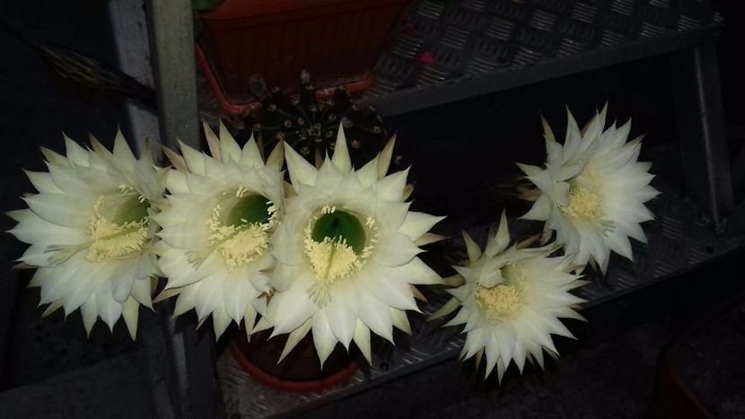 IMG-20180524-WA0045 - Cactusii mei dragalasi Ekinopsis