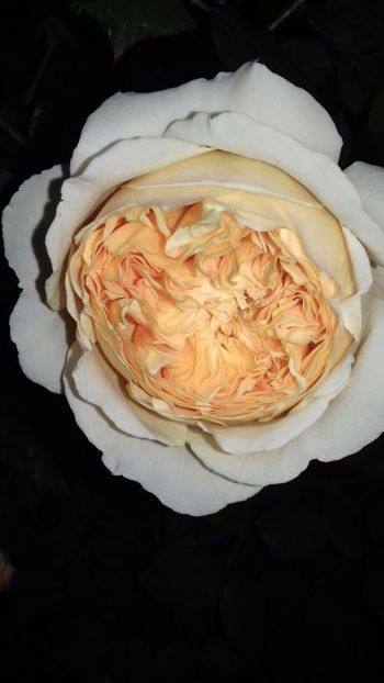 IMG-20180524-WA0054 - Crown Princess Margaret