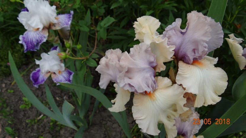  - Irisi -partea a II-a