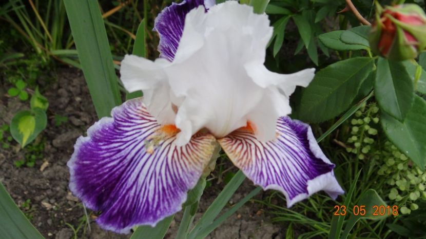 Crow Feet - Irisi -partea a II-a