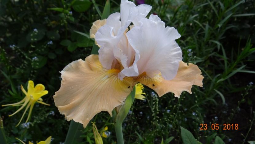 Champagne Elegance - Irisi -partea a II-a