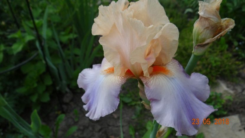 Poem of Ecstasy - Irisi -partea a II-a