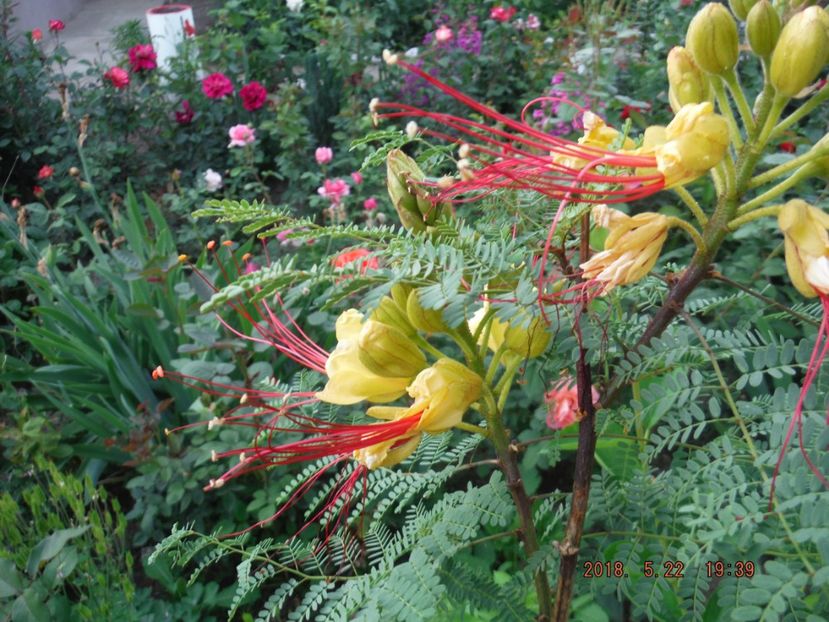  - pucherinna-de vinzare