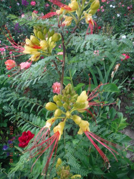  - pucherinna-de vinzare