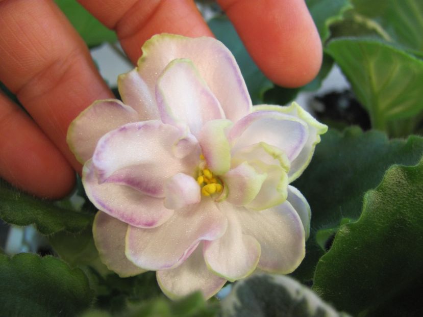  - ZZZZLE Chateau Margaux