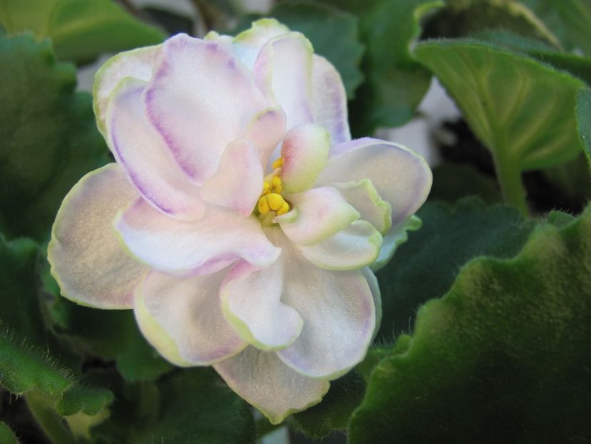  - ZZZZLE Chateau Margaux