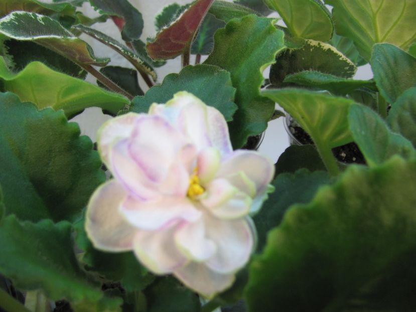  - ZZZZLE Chateau Margaux