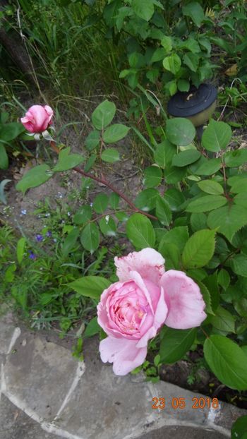 Brother Cadfael - De-ale lui Florar