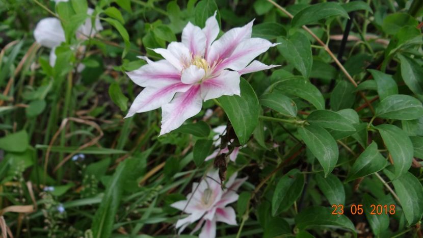 Andromeda - De-ale lui Florar