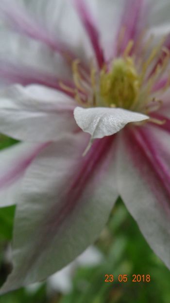  - De-ale lui Florar