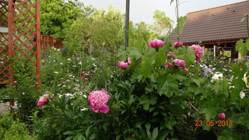  - De-ale lui Florar