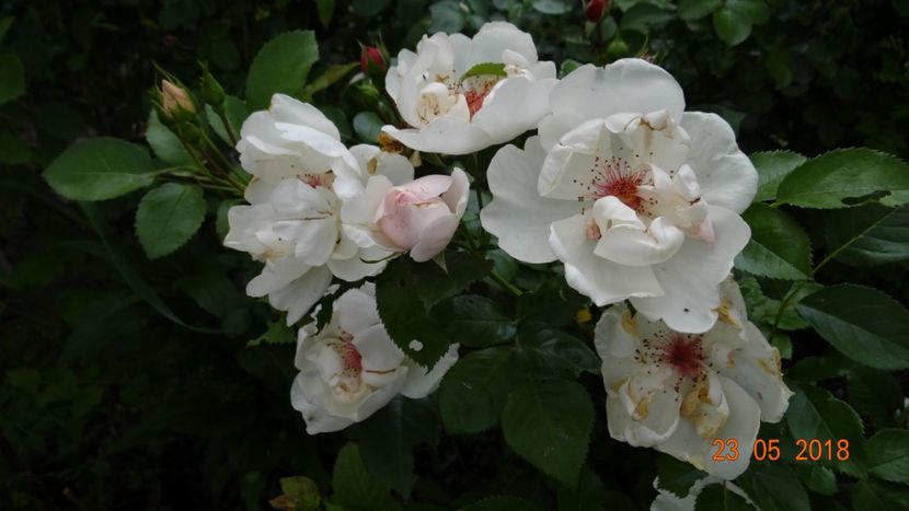  - De-ale lui Florar