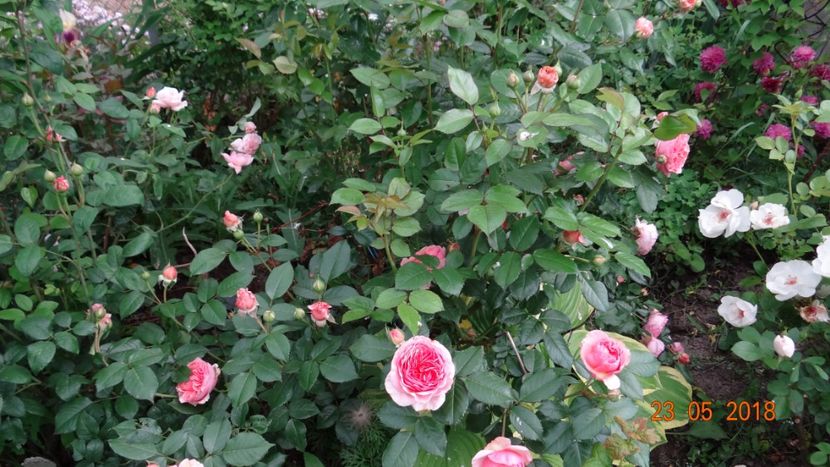  - De-ale lui Florar