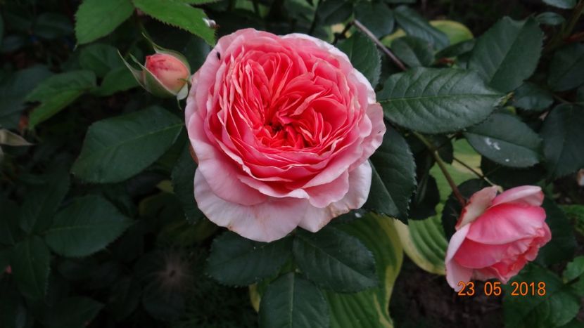 Chippendale - De-ale lui Florar
