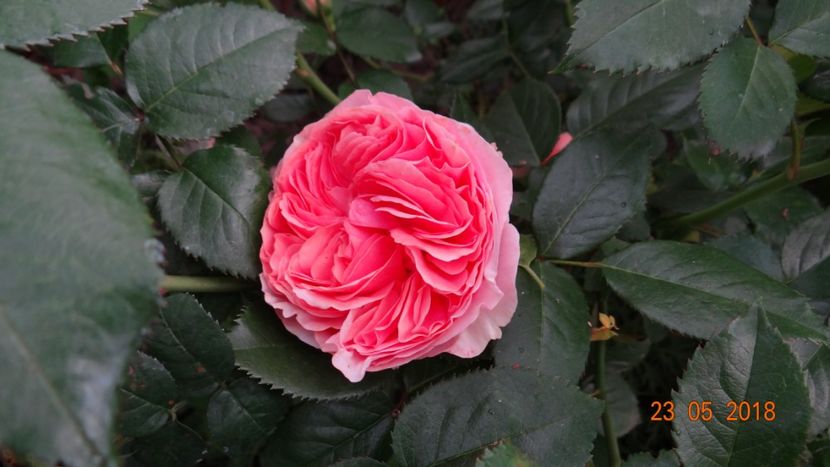  - De-ale lui Florar