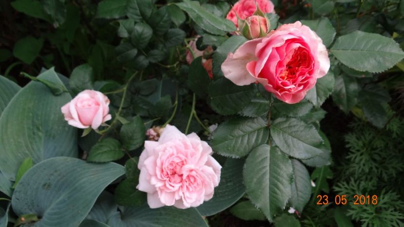  - De-ale lui Florar