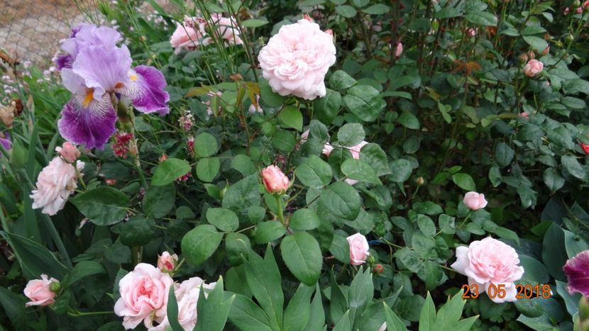 Eglantyne - De-ale lui Florar
