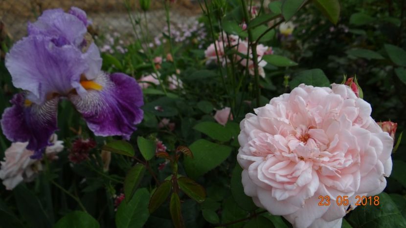  - De-ale lui Florar