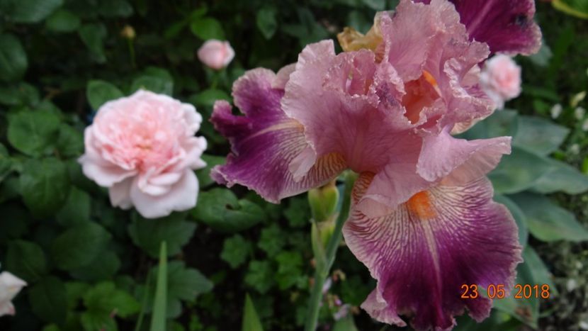  - De-ale lui Florar