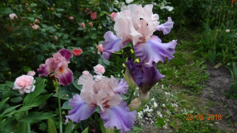  - De-ale lui Florar