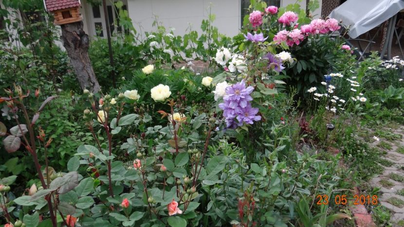  - De-ale lui Florar