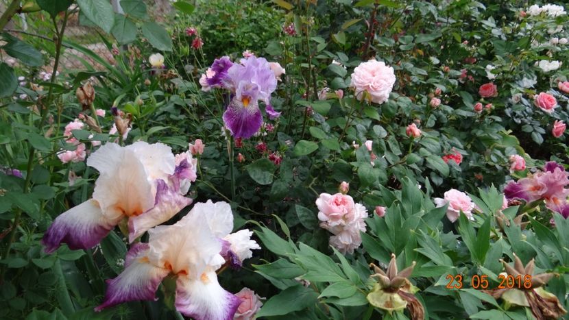  - De-ale lui Florar