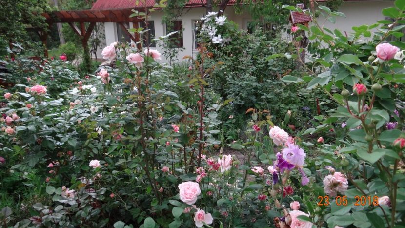  - De-ale lui Florar