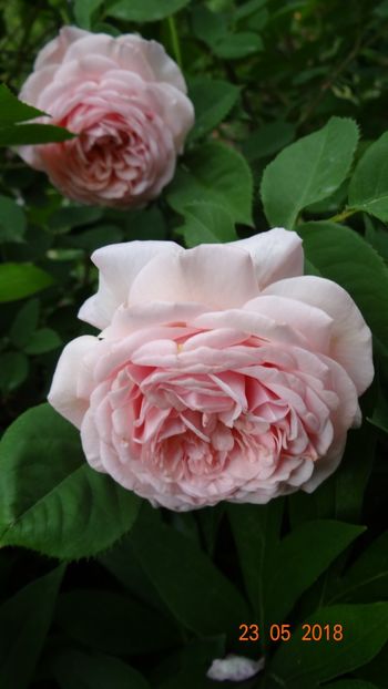 Leander - De-ale lui Florar