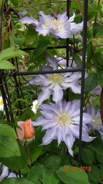  - De-ale lui Florar